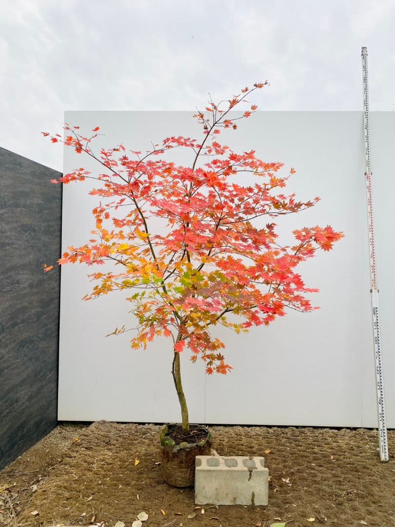 Rikaさん専用　コハウチワカエデ　/875