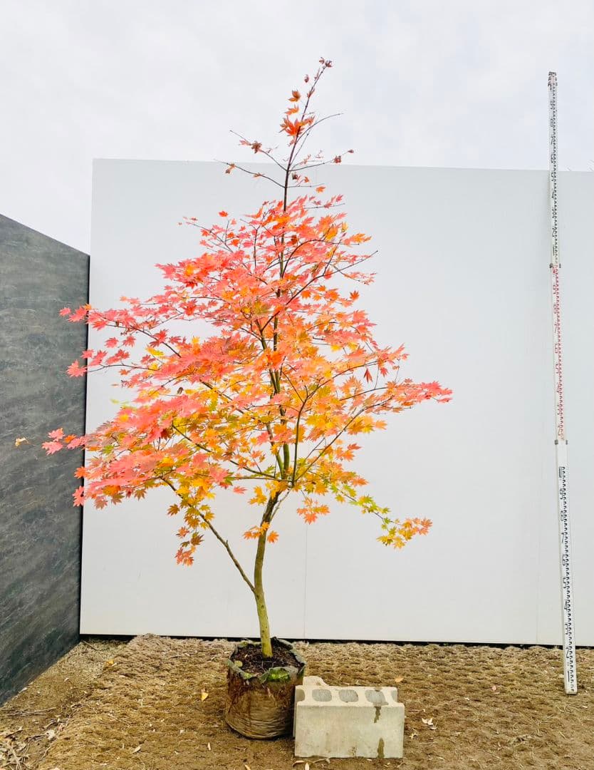 Rikaさん専用　コハウチワカエデ　/875