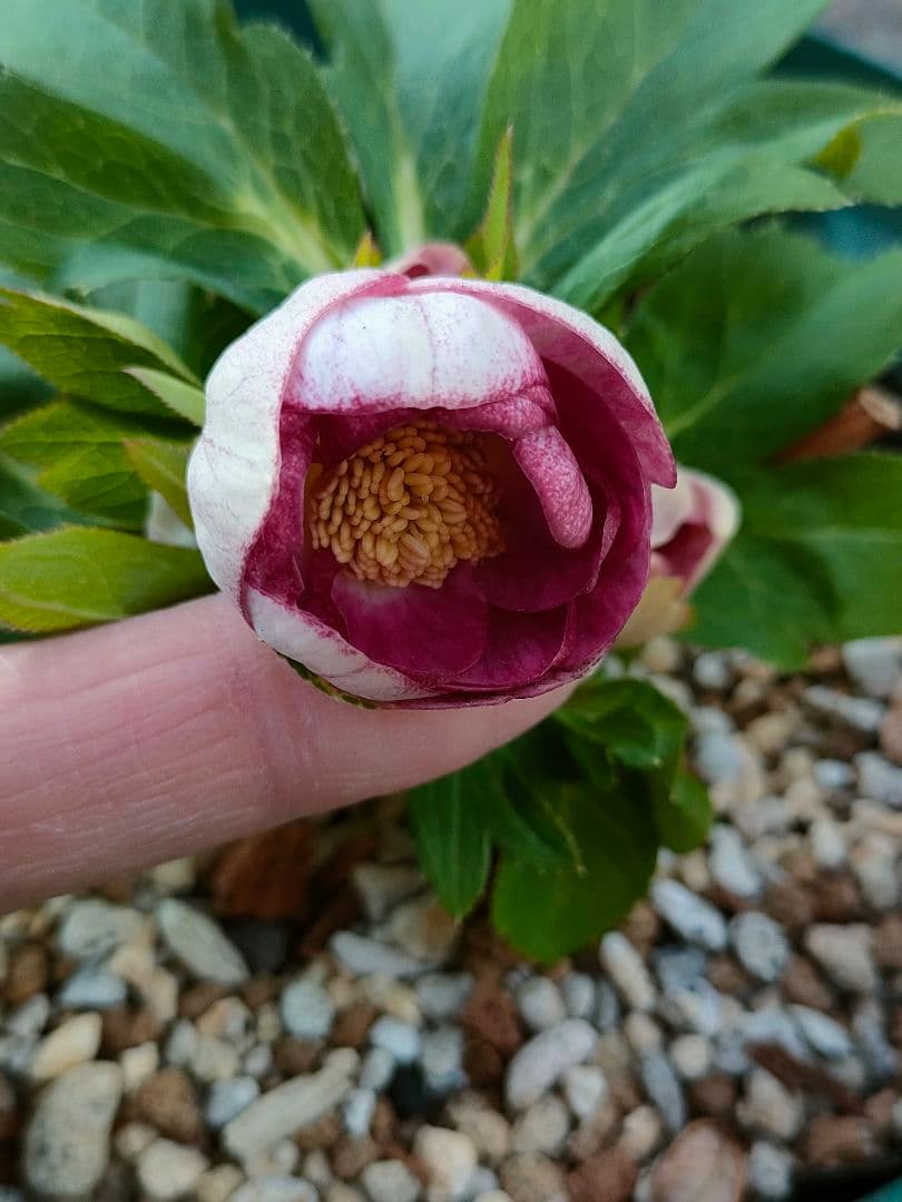 クリスマスローズ　苗