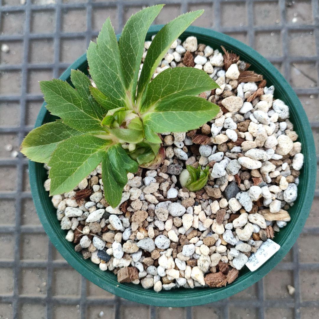 クリスマスローズ　苗