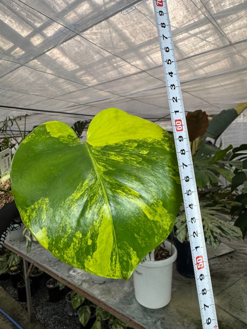 t*e様 N10 モンステラ　イエローマリリン　黄斑入り