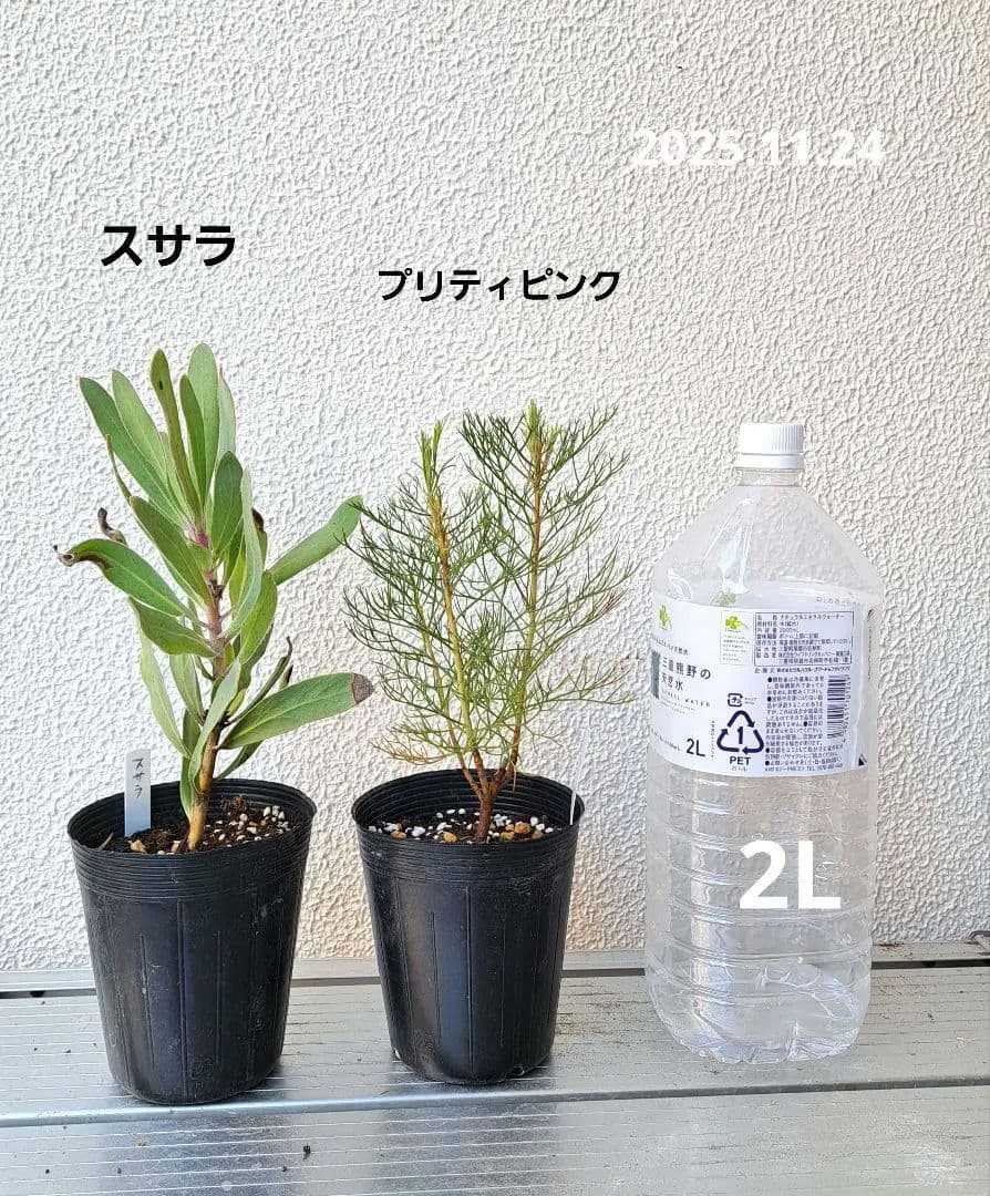 オージー3.5号ポットロング×2苗　プロテアスサラ　セルリアプリティピンク蕾つき