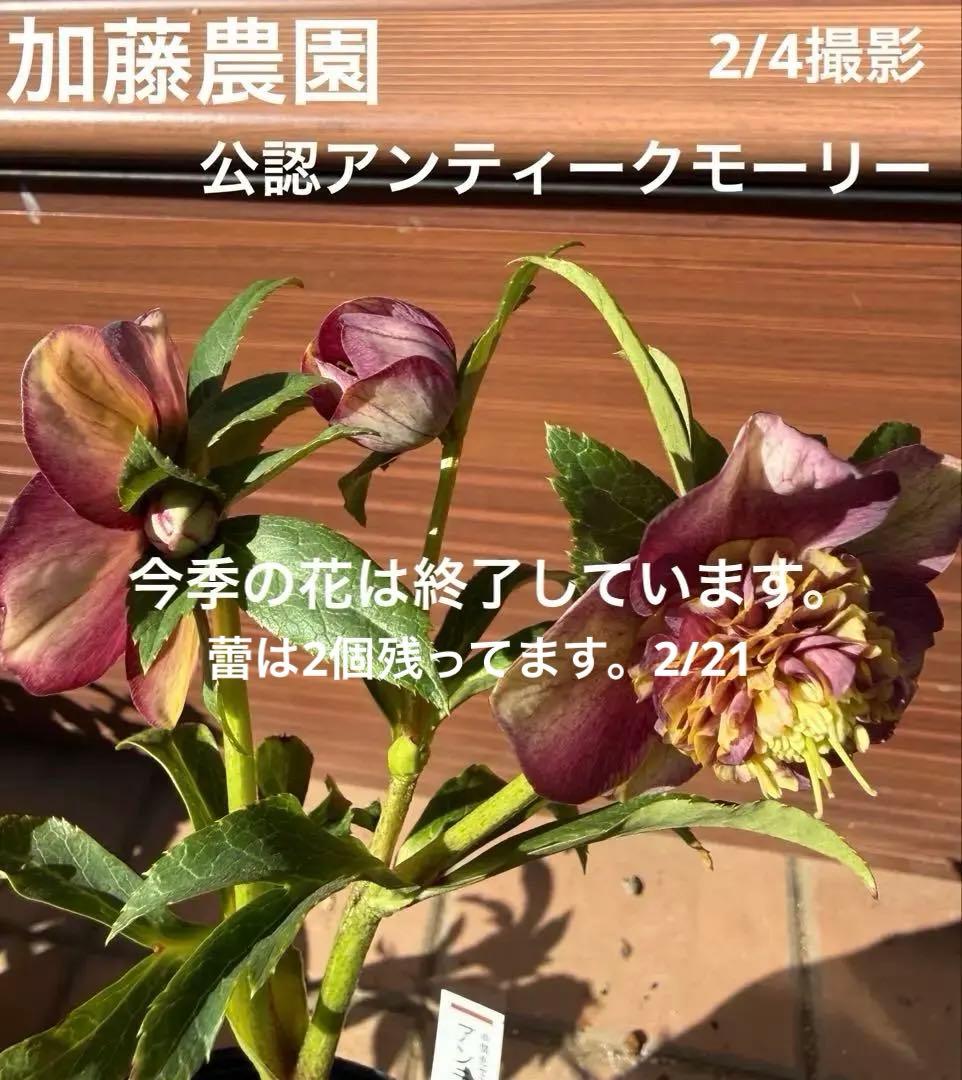 【未株分】加藤農園 クリスマスローズ 公認アンティークモーリー