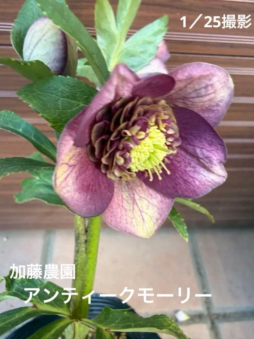 【未株分】加藤農園 クリスマスローズ 公認アンティークモーリー