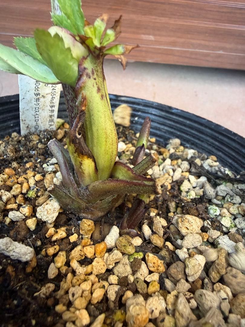 【未株分】加藤農園 クリスマスローズ 公認アンティークモーリー