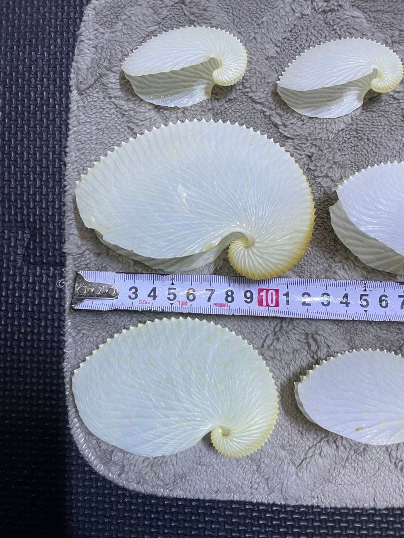 アオイガイ　葵貝　大小19個セット