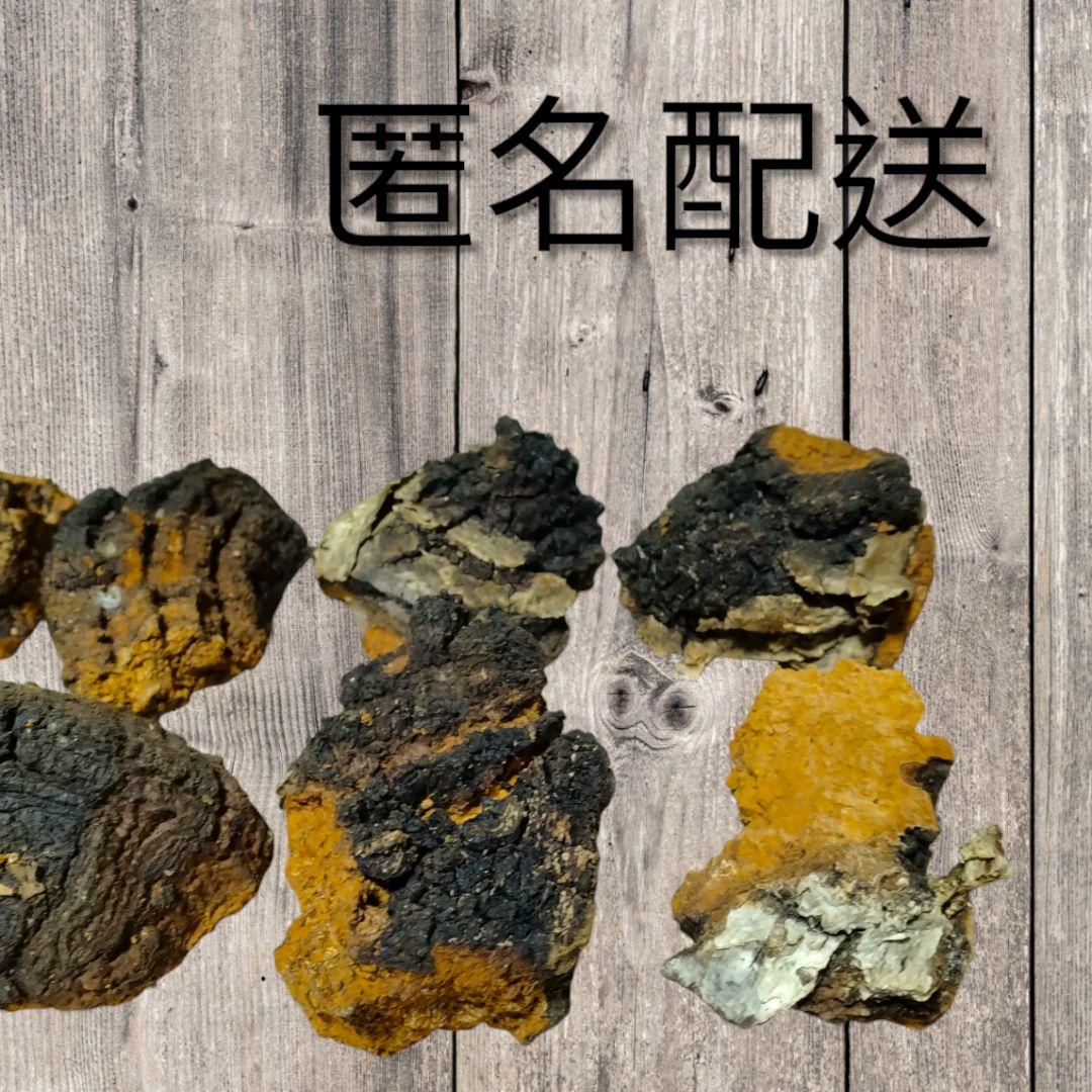★北海道産天然カバノアナタケ(チャーガ)　かたまり500g★送料無料★