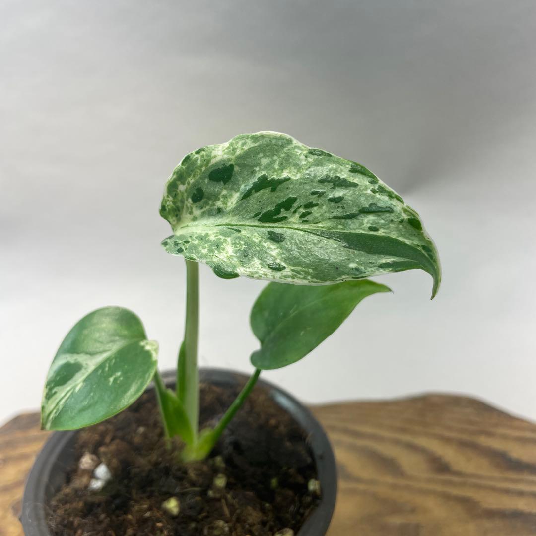 我*成様 a46品種保証！斑入り保証！Bulbasaurモンステラ バルバソー