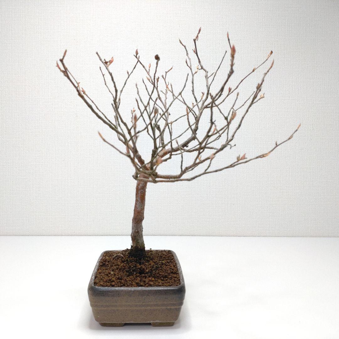 寒樹姫沙羅（ヒメシャラ）盆栽 SS030