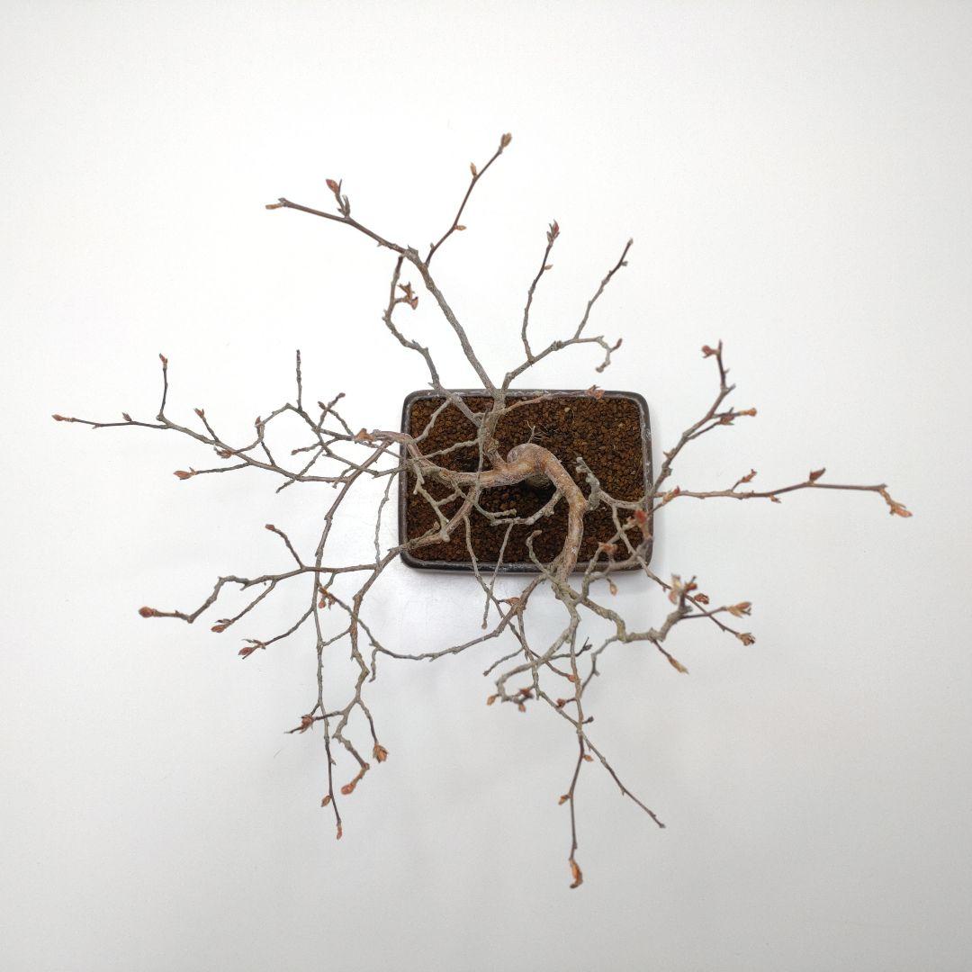 寒樹姫沙羅（ヒメシャラ）盆栽 SS030