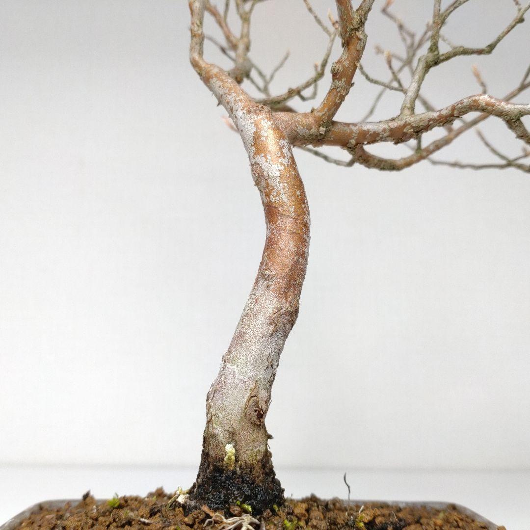 寒樹姫沙羅（ヒメシャラ）盆栽 SS030