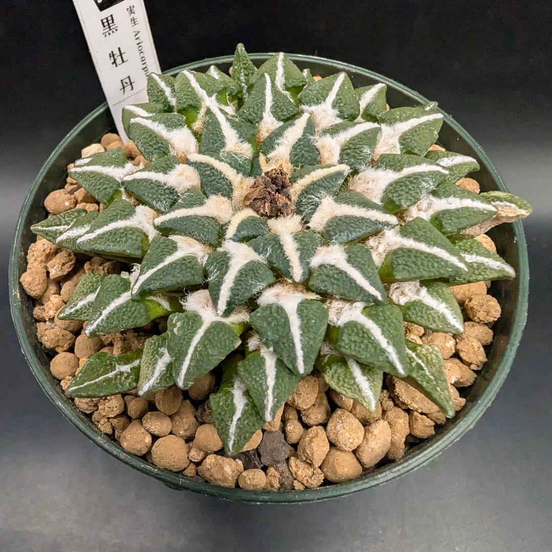 黒牡丹 実生 鉢植えメルカリ便送料込み