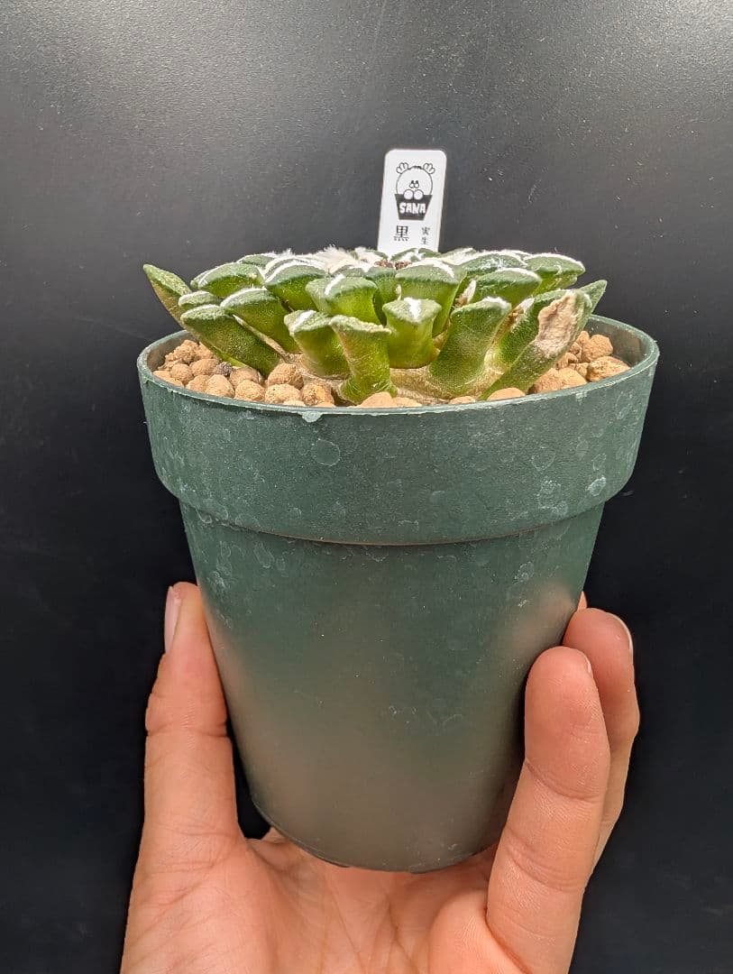 黒牡丹 実生 鉢植えメルカリ便送料込み