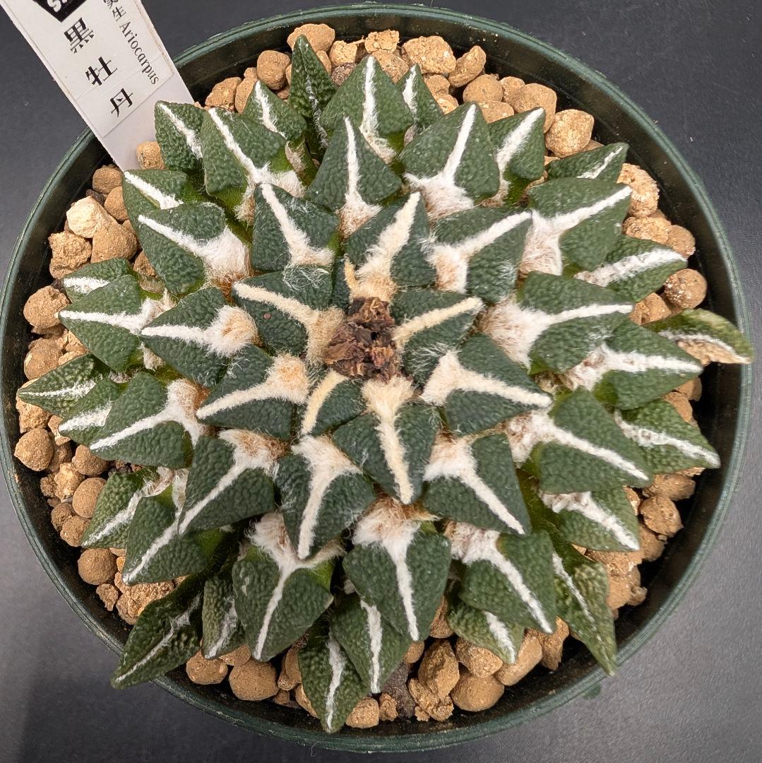 黒牡丹 実生 鉢植えメルカリ便送料込み