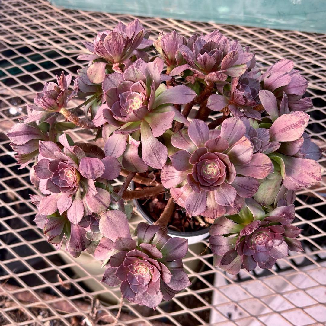 完美錦・極上株‼️アエオニウム ハロウィン　ラメ錦 糸錦　特大群生　抜き苗