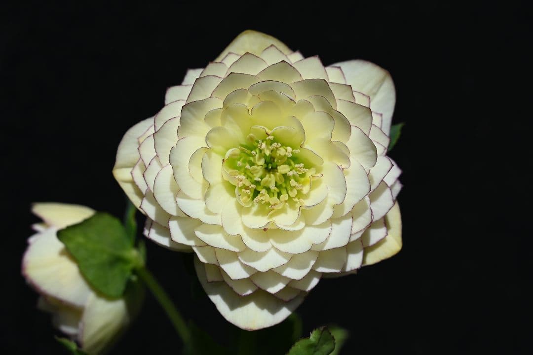 クリスマスローズ　認定！ホワイトアフロディーテ　「メビウス交配！加藤農園