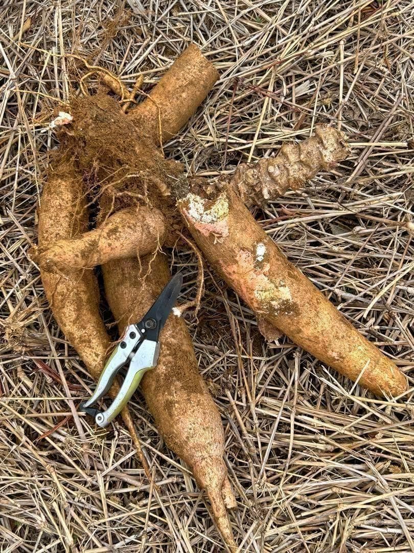 究極＝世界最高峰◆ゴールデン・キャッサバ★80サイズ段ボール大箱に満杯★挿し木枝