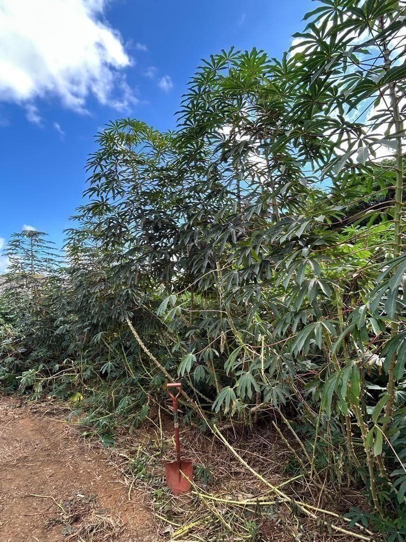 究極＝世界最高峰◆ゴールデン・キャッサバ★80サイズ段ボール大箱に満杯★挿し木枝