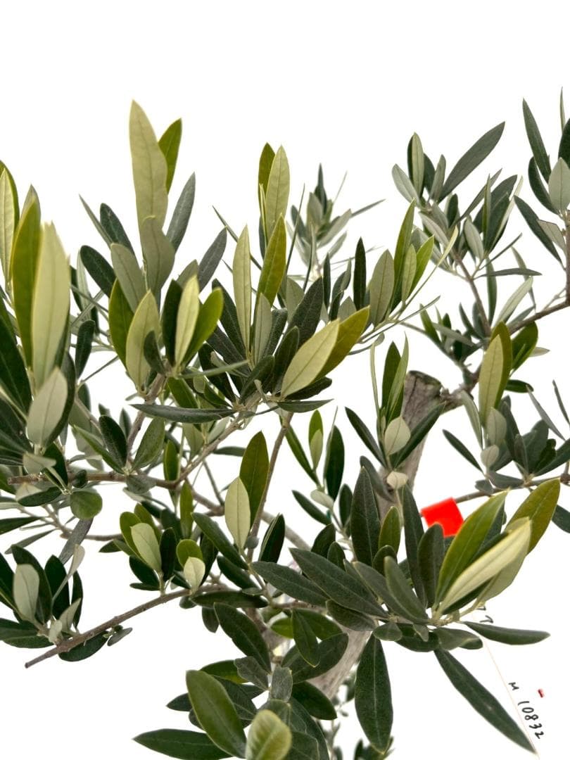 オリーブの木　古木　ピクアル　8号　約100cm　NO.832　人気　現品掲載