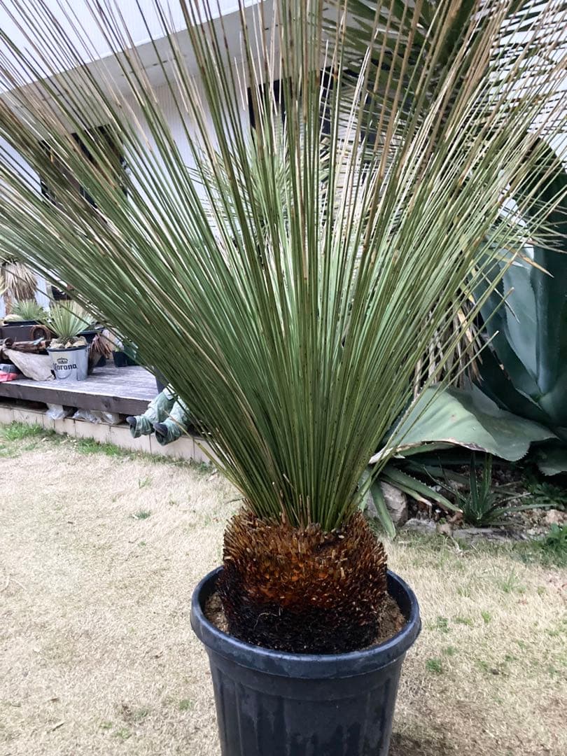 極耐寒性ダシリリオン　ロンギシマム大株◇ドライガーデン南国アガベ ユッカ　ヤシ