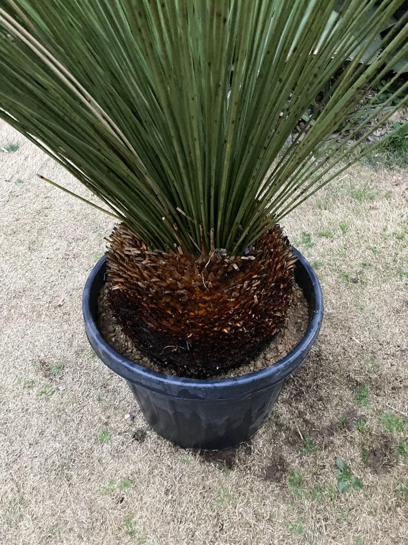 極耐寒性ダシリリオン　ロンギシマム大株◇ドライガーデン南国アガベ ユッカ　ヤシ