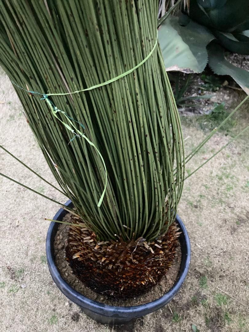 極耐寒性ダシリリオン　ロンギシマム大株◇ドライガーデン南国アガベ ユッカ　ヤシ