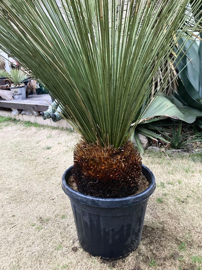 極耐寒性ダシリリオン　ロンギシマム大株◇ドライガーデン南国アガベ ユッカ　ヤシ