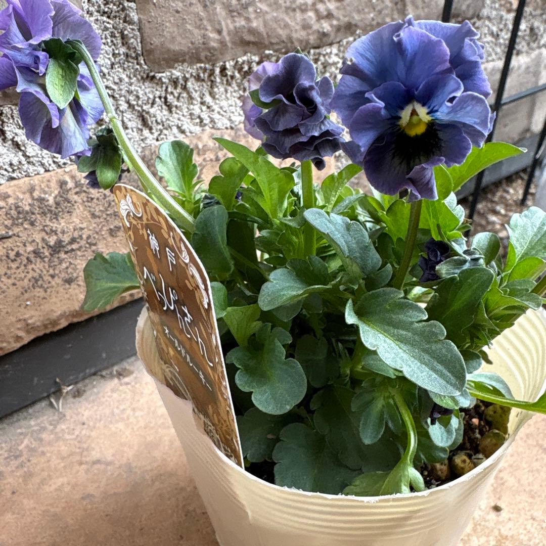 べっぴんさん・オールドルーキー