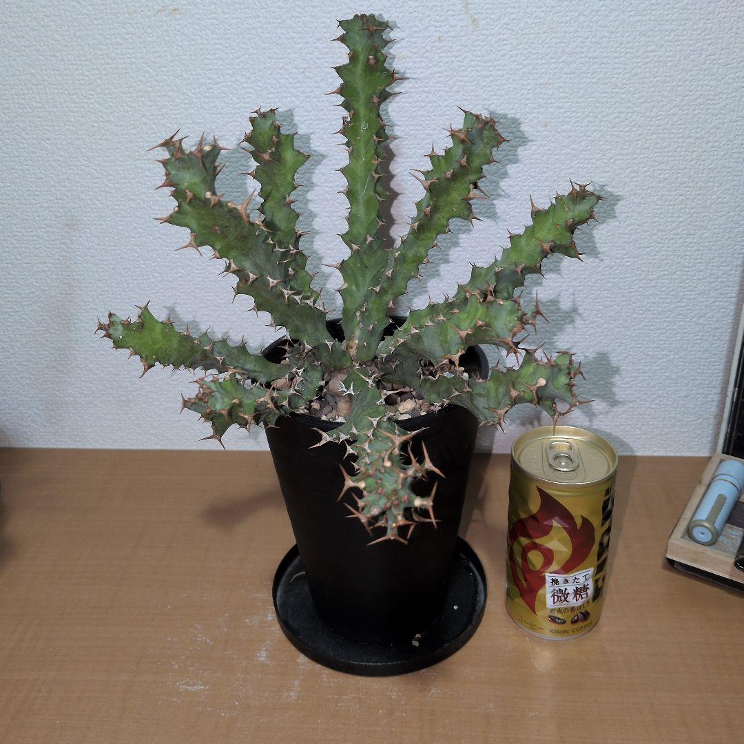 ユーフォルビア　クラビゲラ　大株 実生株（鉢付き)