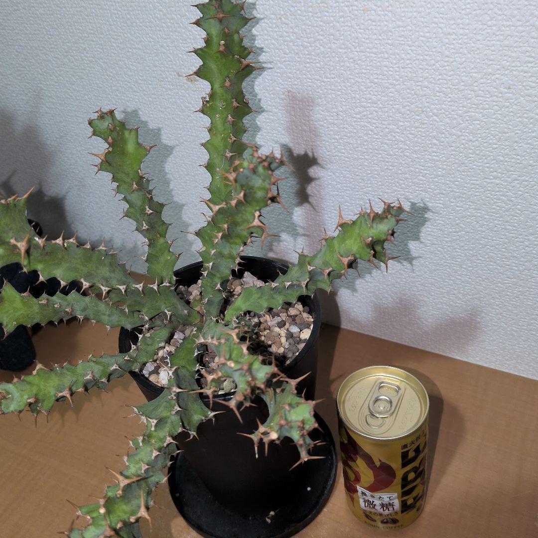 ユーフォルビア　クラビゲラ　大株 実生株（鉢付き)