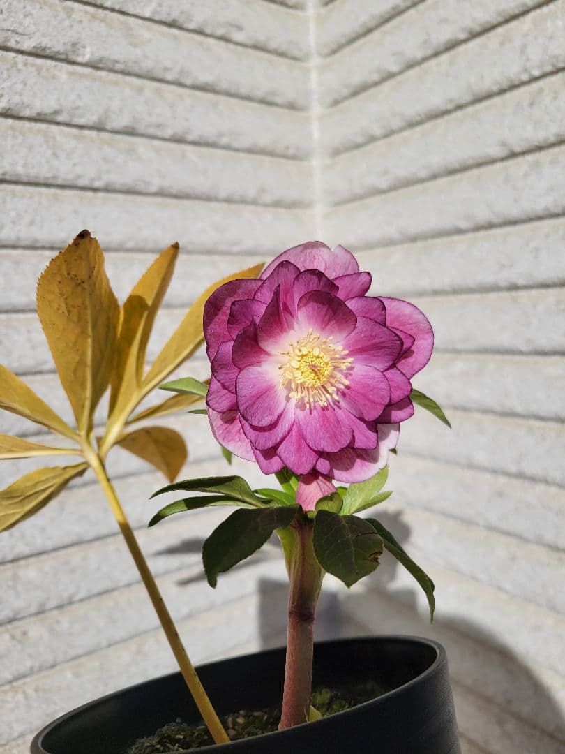 広瀬園芸　クリスマスローズ　オーレアピンクダブル