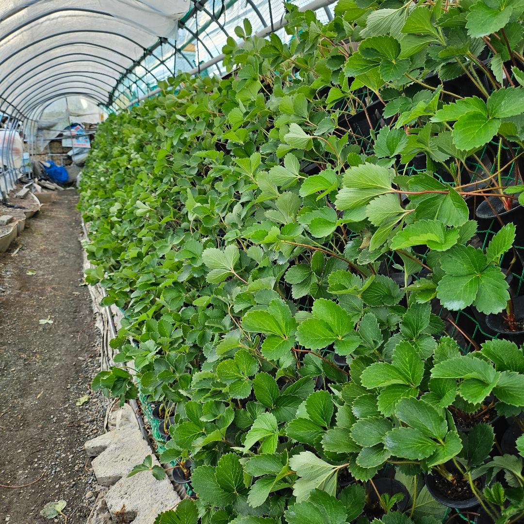 いちご苗 900本 紅ほっぺ