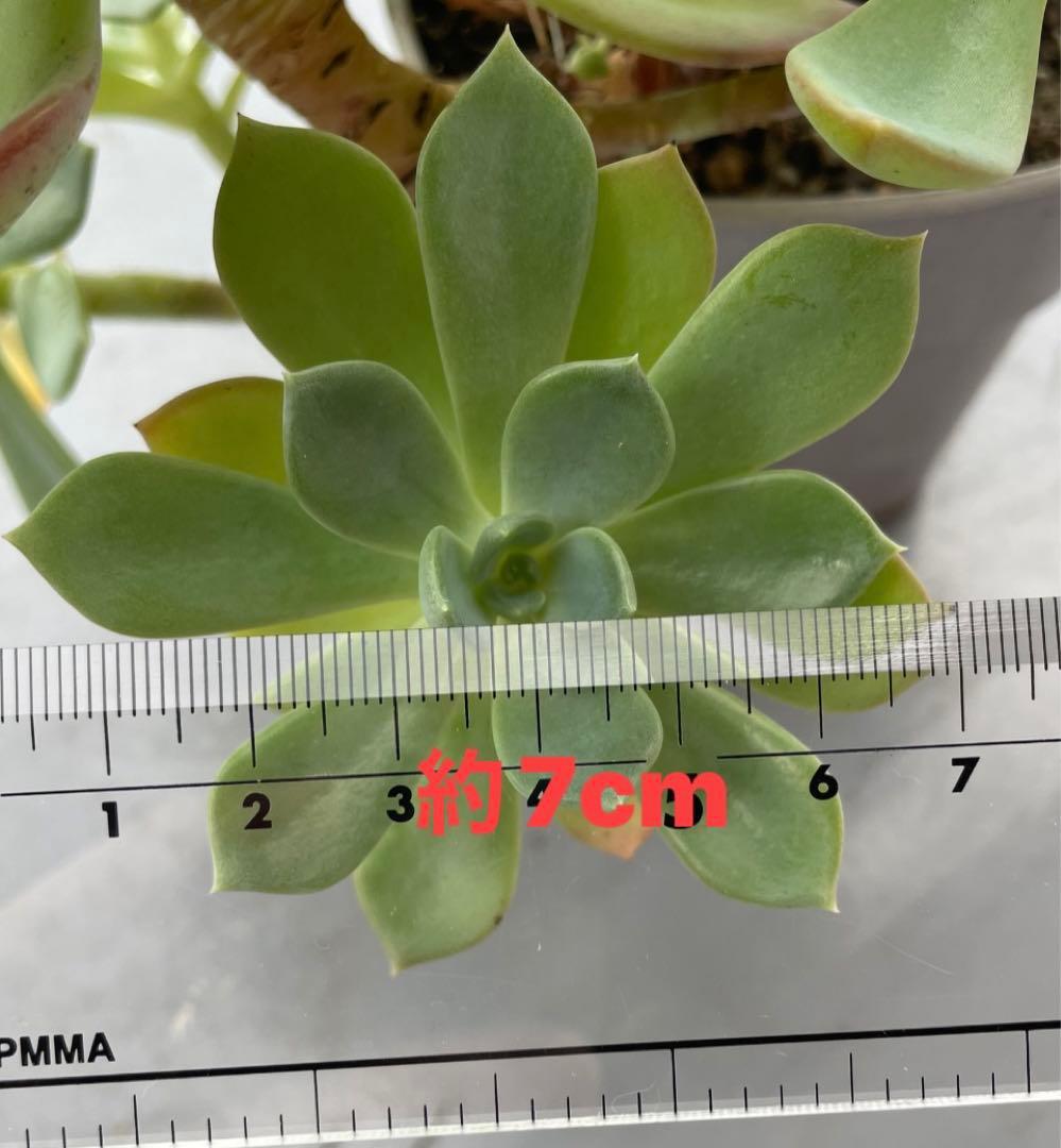 七福神②
約7cm 観葉植物