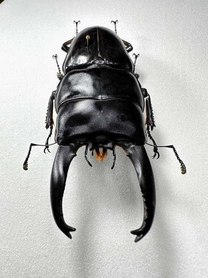 Dorcus alcides 95.5mm アルキデスヒラタクワガタ