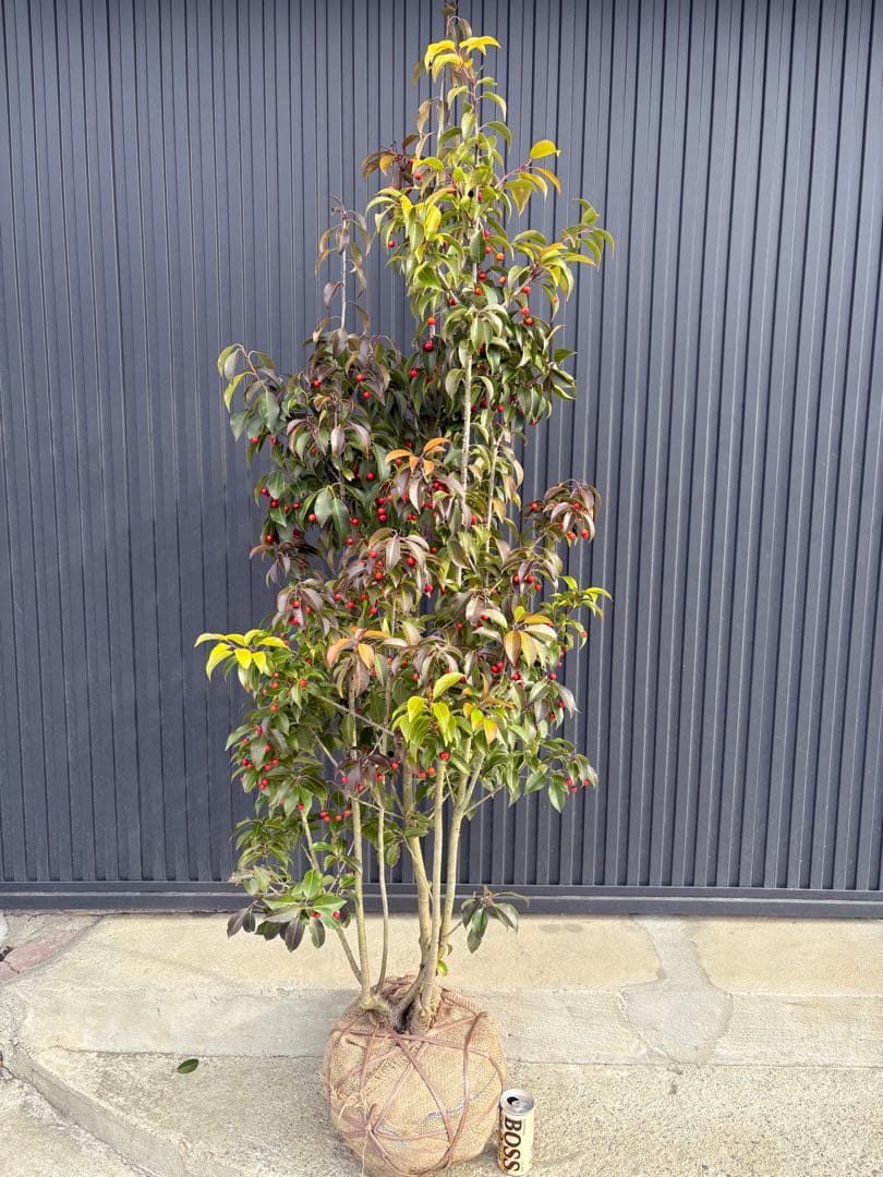 ◆ソヨゴ◆常緑樹◆複数株立◆雌株◆赤い実いっぱい‼️◆②