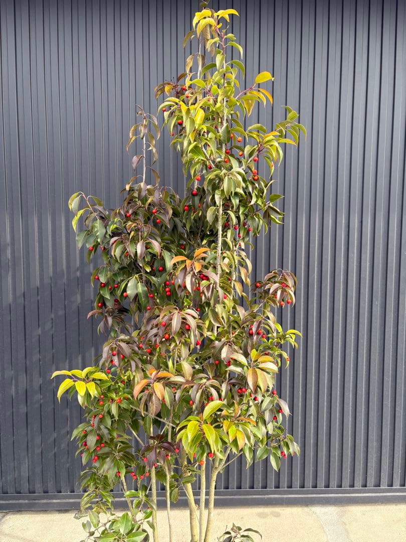 ◆ソヨゴ◆常緑樹◆複数株立◆雌株◆赤い実いっぱい‼️◆②