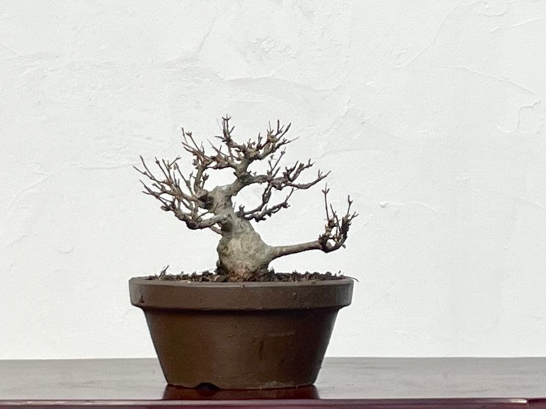 三河盆栽　カエデ　楓　小品素材　小品盆栽　変わり木