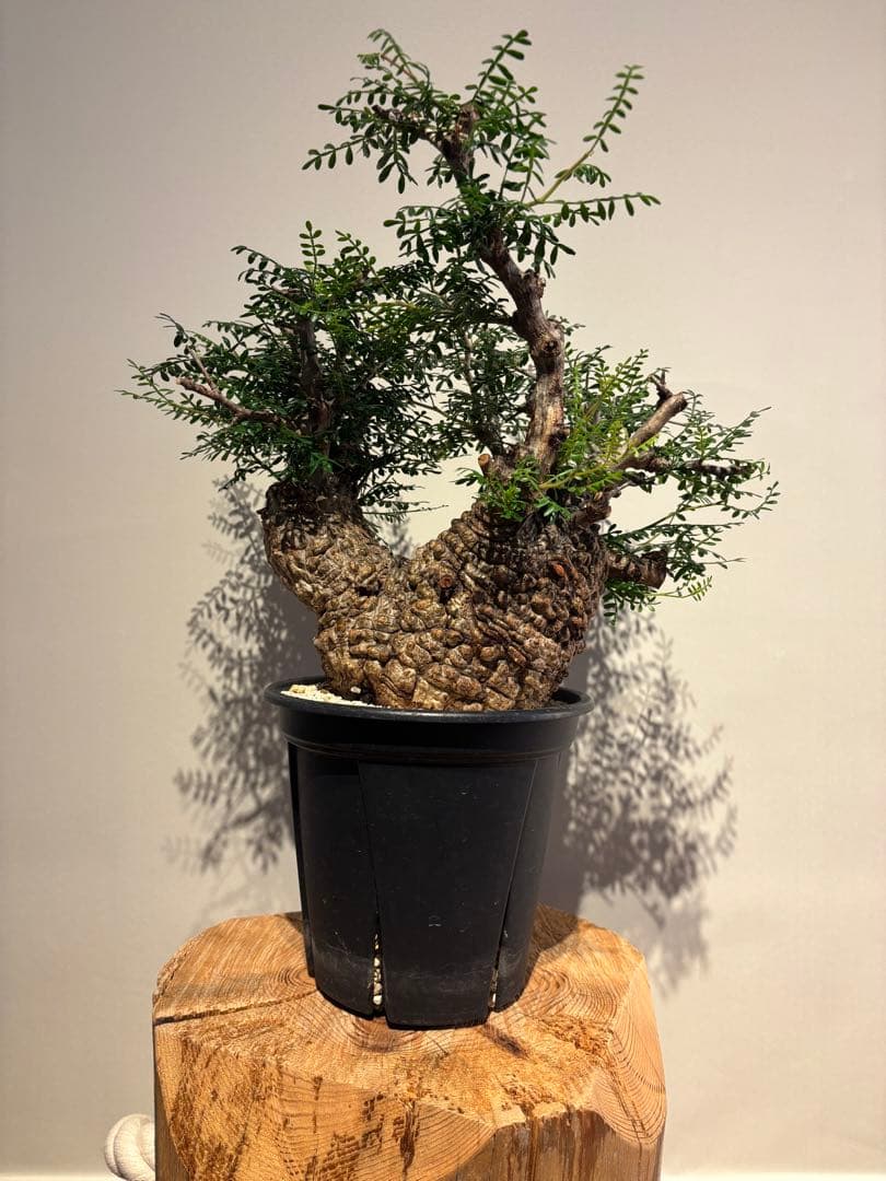 ボコ肌　オペルクリカリア　パキプス　発根済　塊根植物