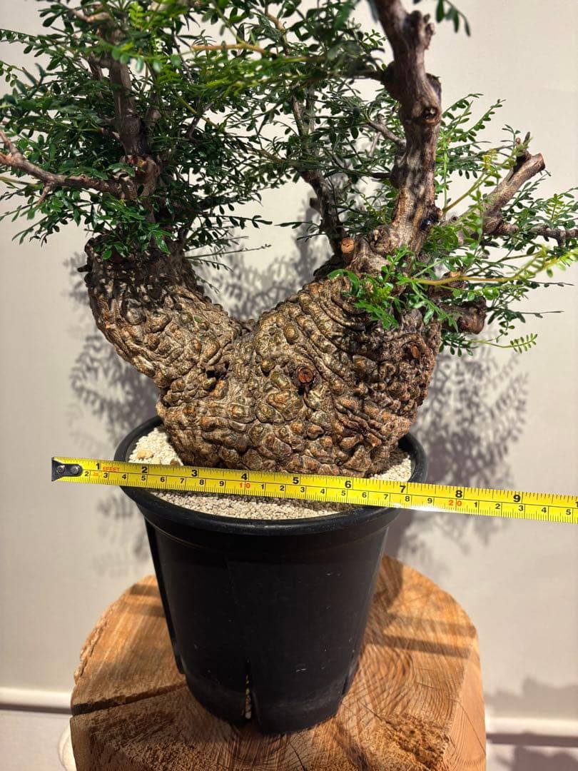 ボコ肌　オペルクリカリア　パキプス　発根済　塊根植物