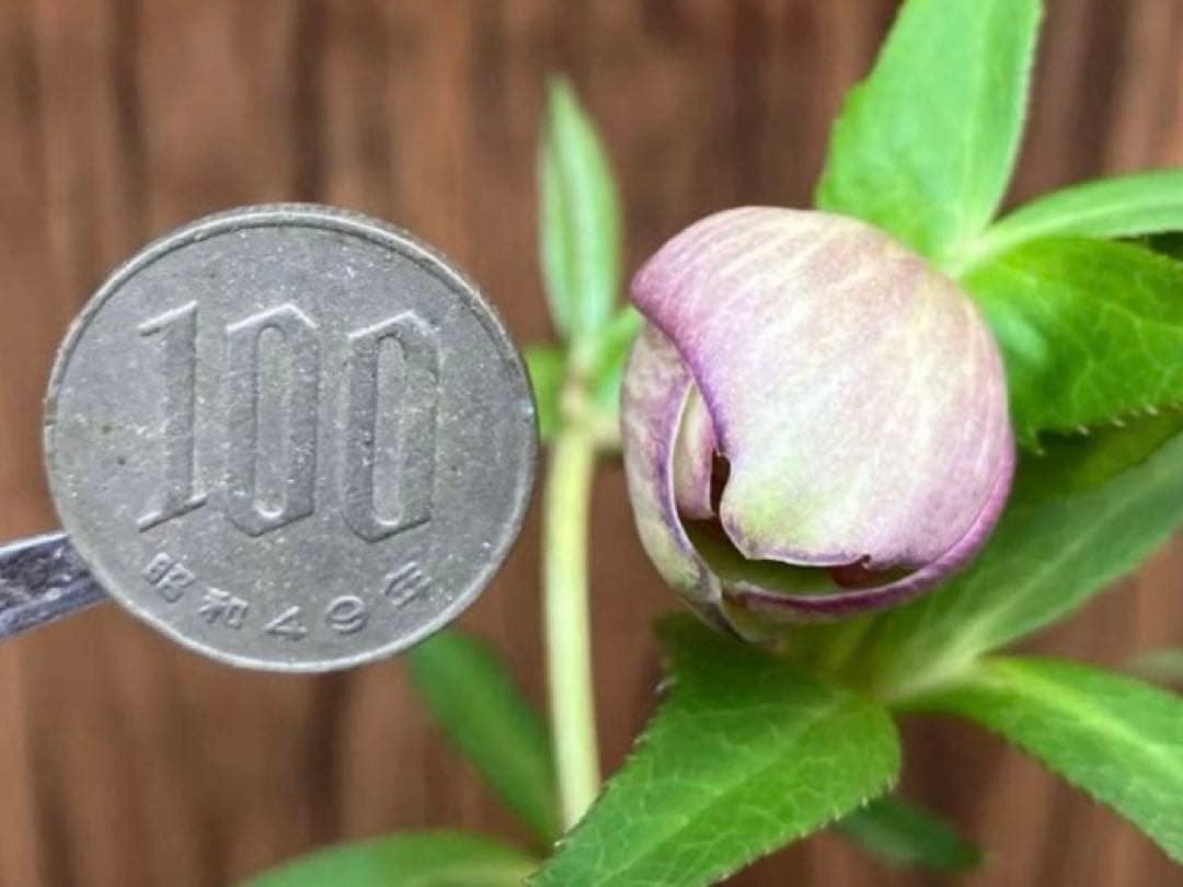 or リクエスト２点セット