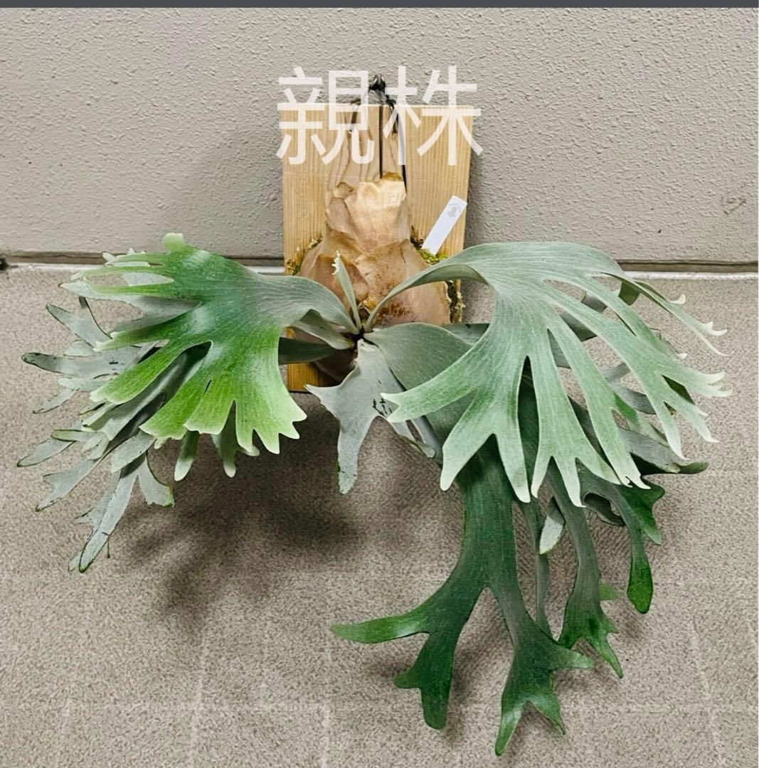 ビカクシダ FWSQ FSQ (selected FW)