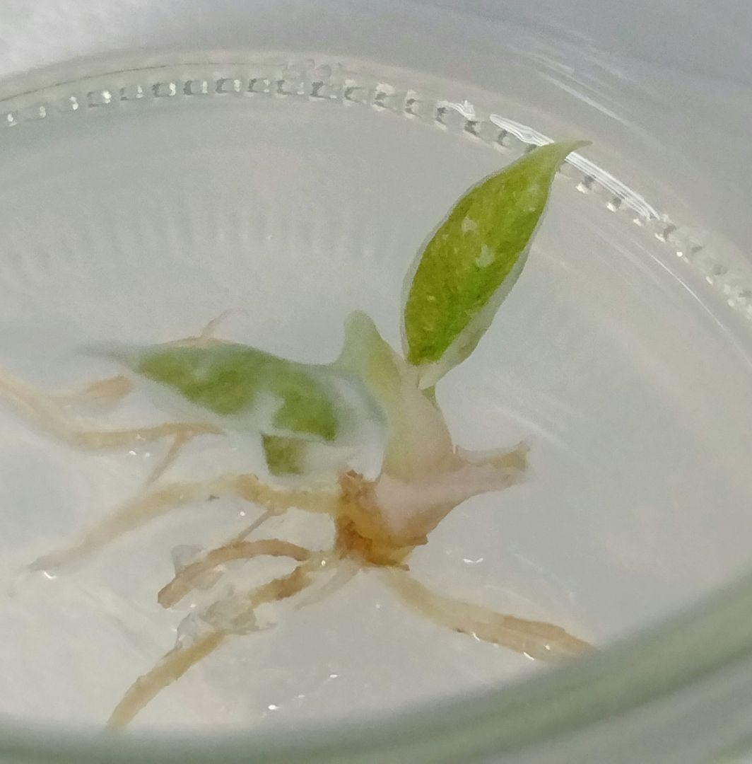 アロカシア クプレア 斑入り ピンク