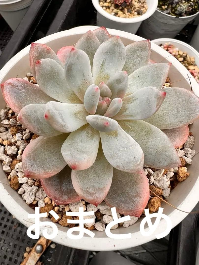 多肉植物　モンロー錦　抜き苗　訳あり