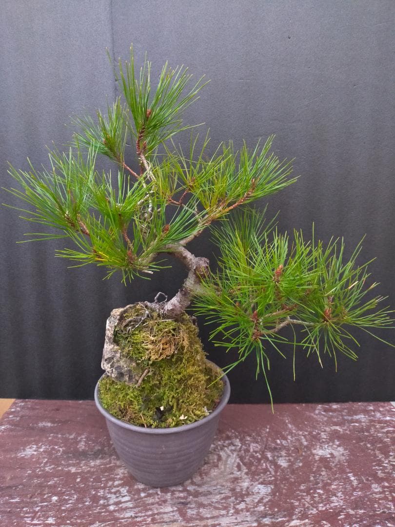 赤松　石付き盆栽