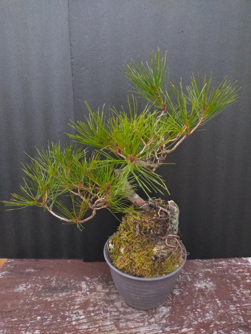 赤松　石付き盆栽