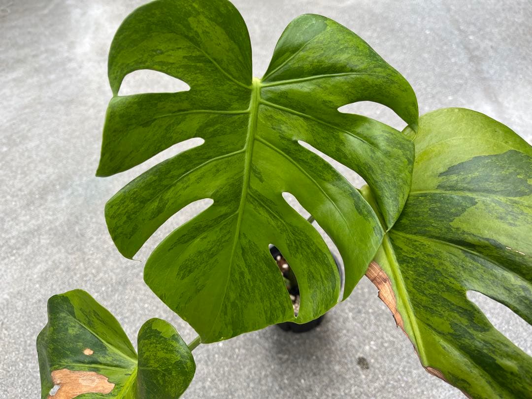 モンステラ デリシオーサ グリーンオングリーン 黄緑斑 検索 黄斑 白斑 ミント