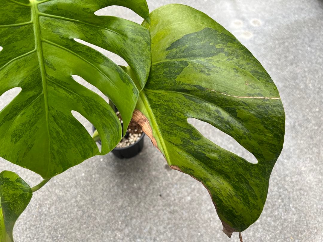 モンステラ デリシオーサ グリーンオングリーン 黄緑斑 検索 黄斑 白斑 ミント