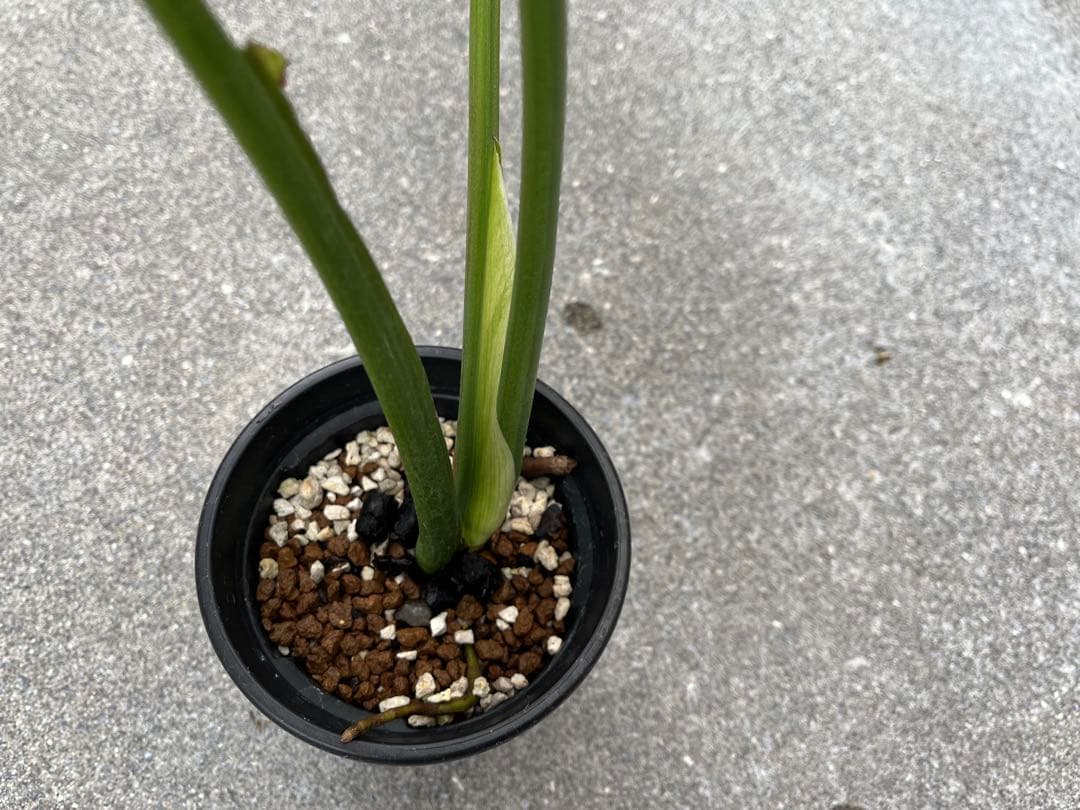 モンステラ デリシオーサ グリーンオングリーン 黄緑斑 検索 黄斑 白斑 ミント