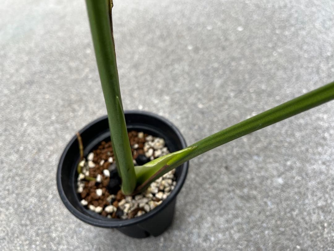 モンステラ デリシオーサ グリーンオングリーン 黄緑斑 検索 黄斑 白斑 ミント