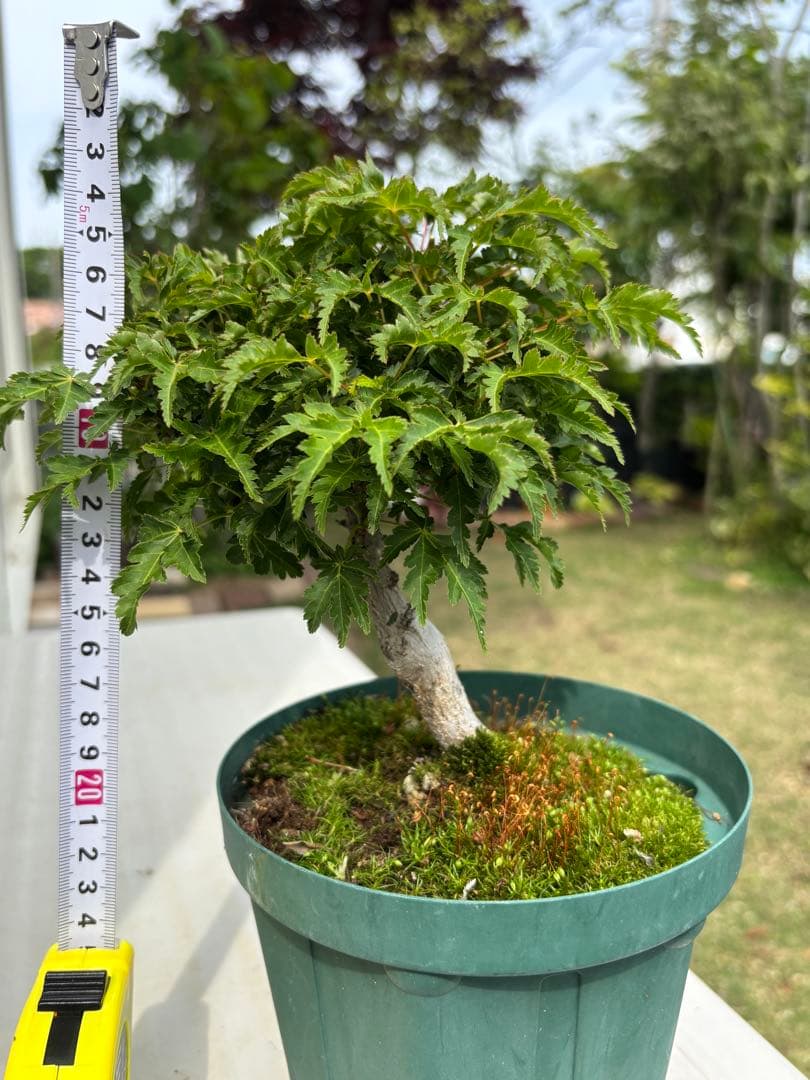 獅子頭もみじ 雄獅子もみじ セット販売 もみじ盆栽　紅葉 小品盆栽